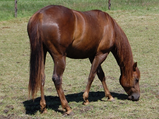 Sweet&acute;N Furious